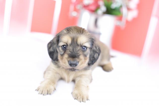 ミニチュアダックスフンド　ロング