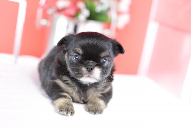 チワワ(ロングコート)