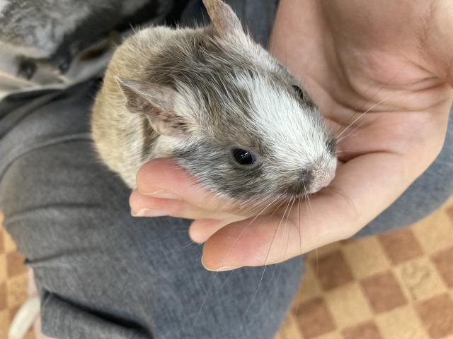 デグー