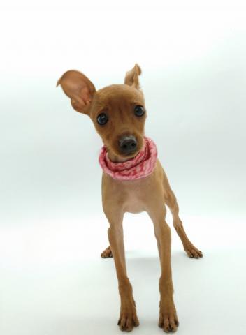 ミニチュアピンシャー