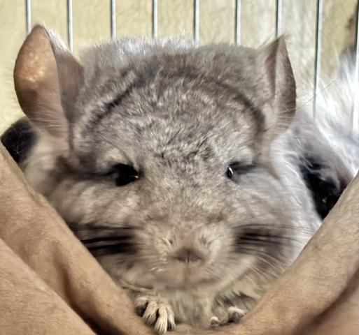 アンゴラチンチラ スタンダードグレー 