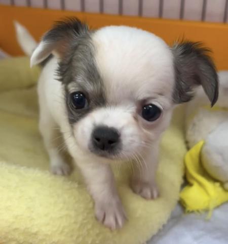 チワワ(ロングコート)