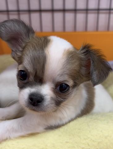 チワワ(ロングコート)