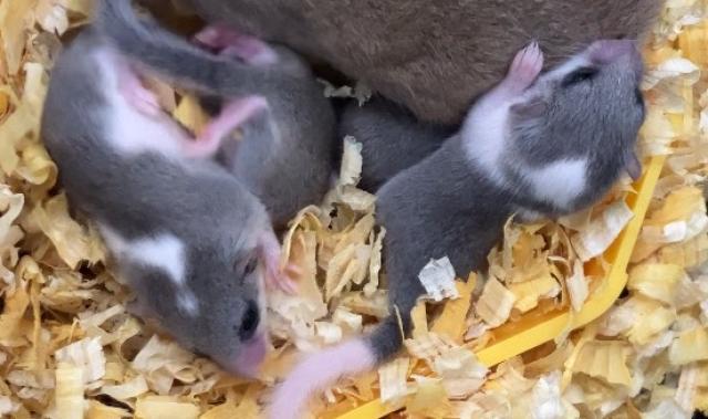 アフリカヤマネ