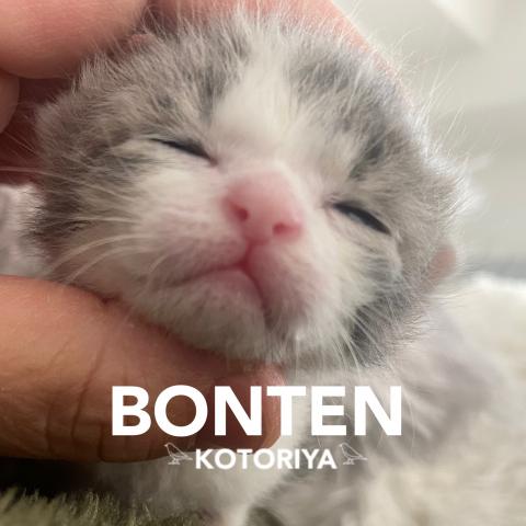 梵天十姉妹、十姉妹、梵天キンカチョウ、キンカチョウ