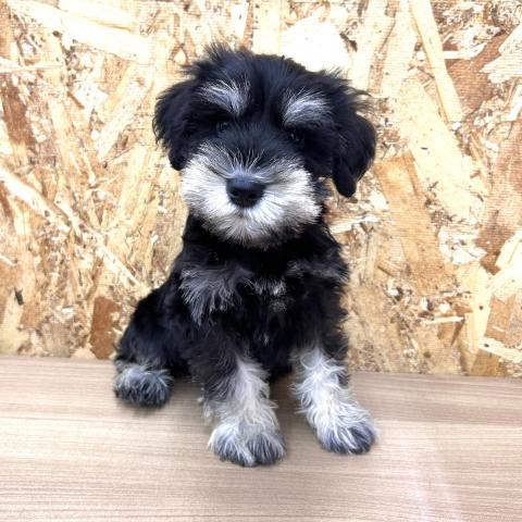 ミニチュアシュナウザー