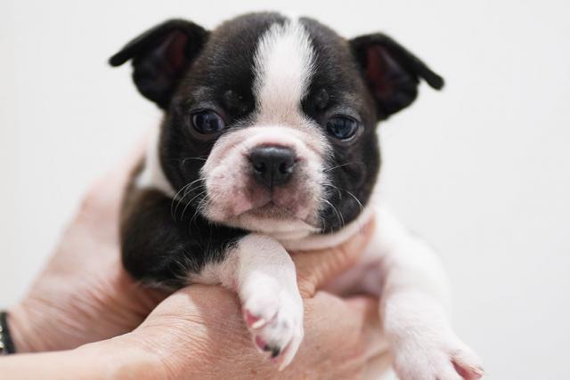 ボストンテリア