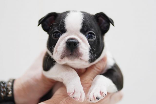 ボストンテリア