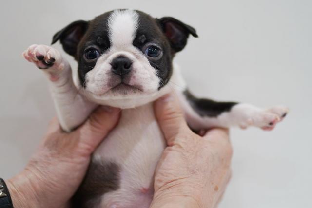 ボストンテリア