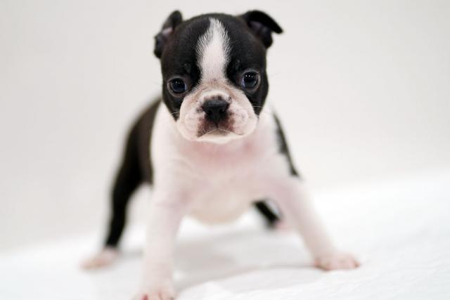 ボストンテリア