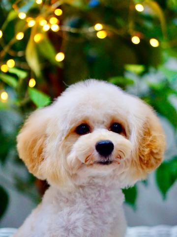 トイプードルタイニープードル