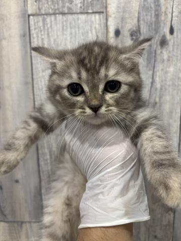 マンチカン