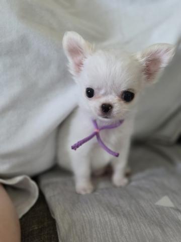 チワワ（ロングコート）