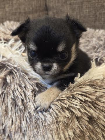 チワワ（ロングコート）