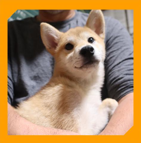 柴犬