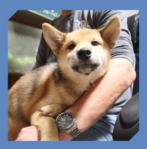 柴犬