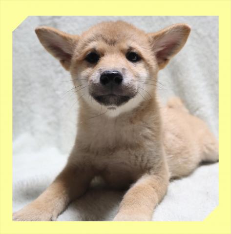 柴犬