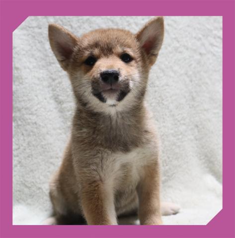 柴犬