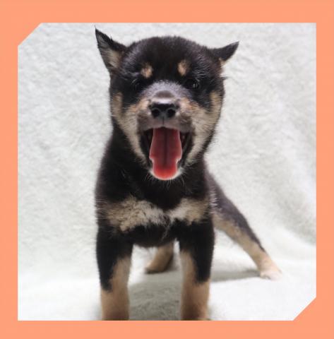 柴犬
