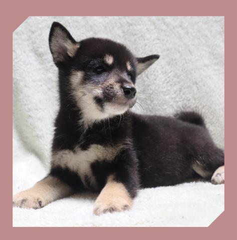 柴犬