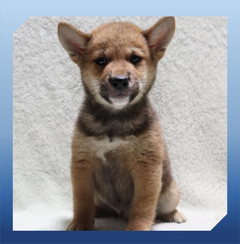 柴犬