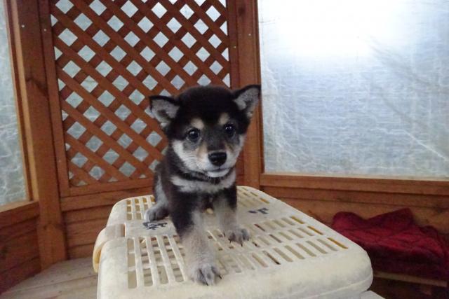 柴犬（豆柴犬）
