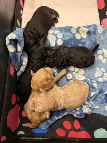 ミディアムプードル