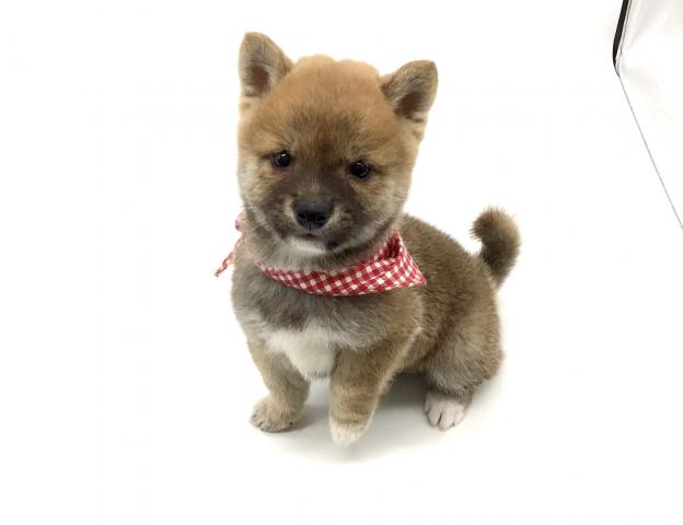 柴犬
