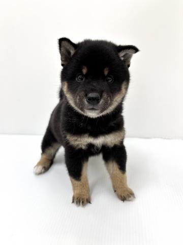 柴犬
