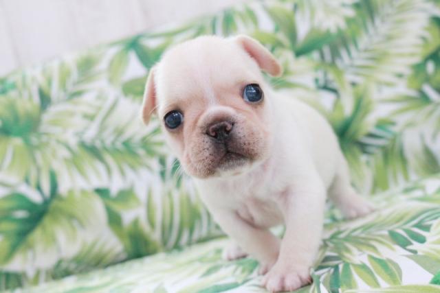 フレンチブルドッグ