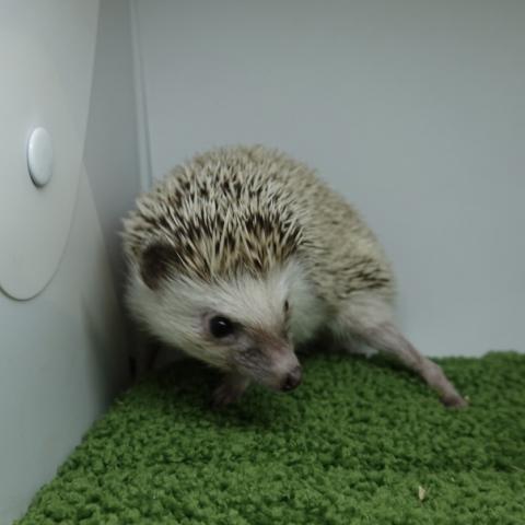 ハリネズミ