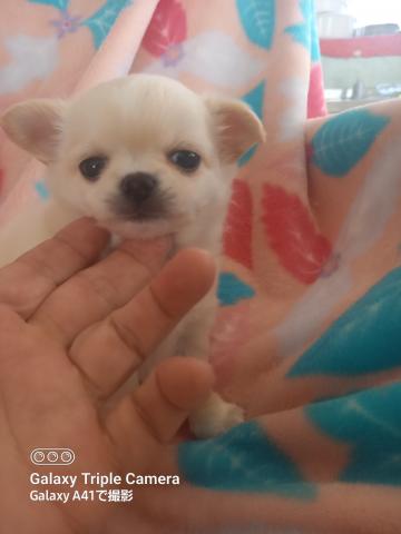 チワワ（ロングコート）