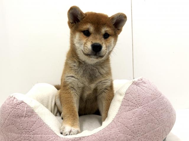 柴犬