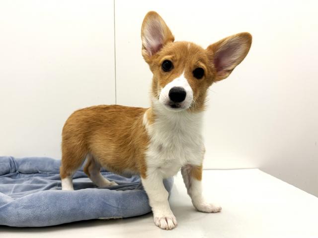 ウェルシュコーギーペンブローク