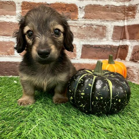 ミニチュアダックスフンド