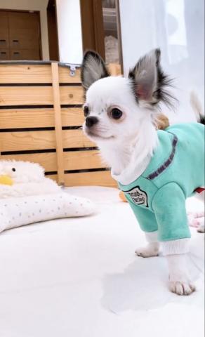 チワワ(ロングコート)