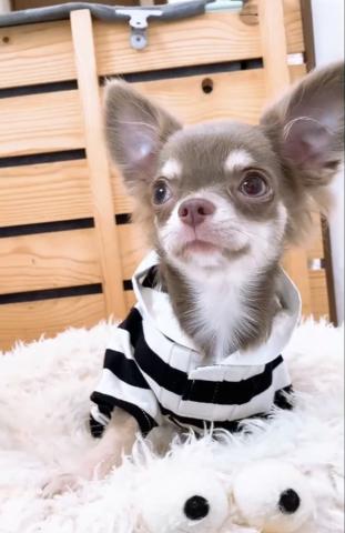 チワワ(ロングコート)