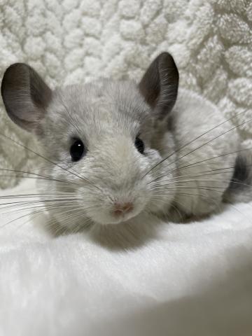 チンチラ
