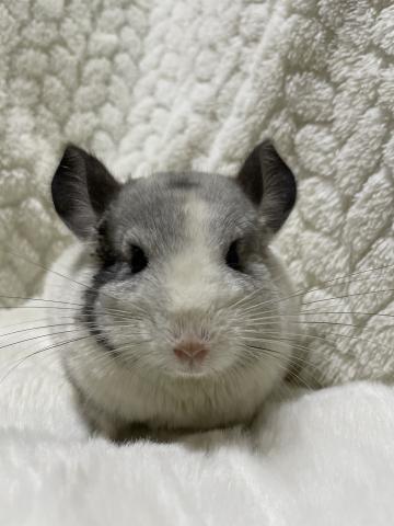 チンチラ