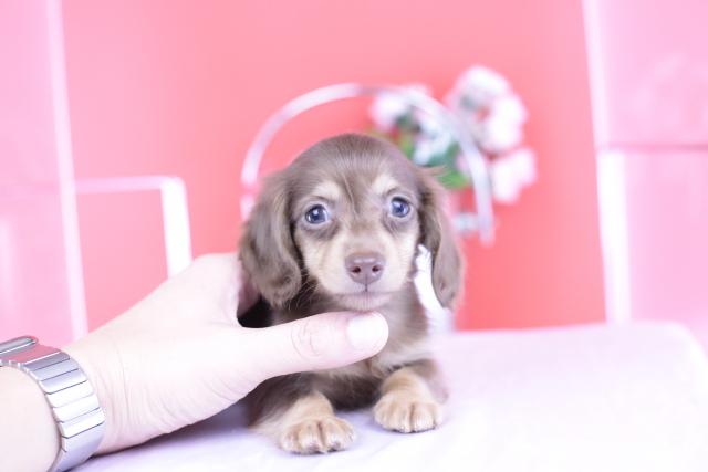 カニヘンダックスフンド ロング