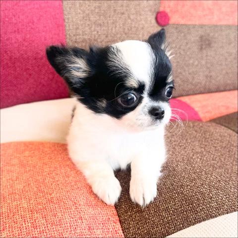 チワワ(ロングコート)