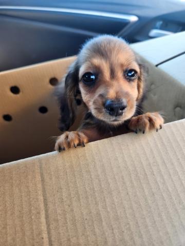 ミニチュアダックスフンド