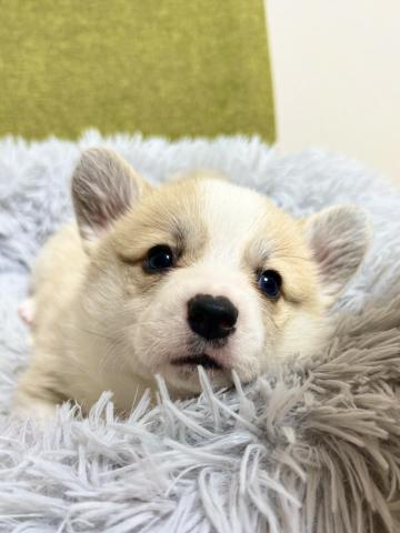 ウェルシュコーギーペンブローク