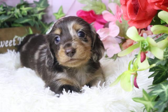 ミニチュアダックスフンド