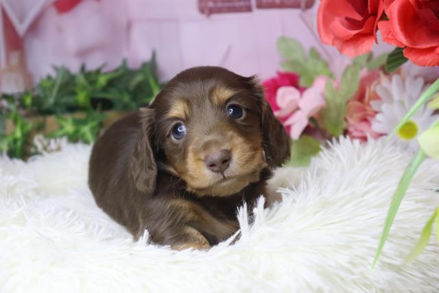 ミニチュアダックスフンド