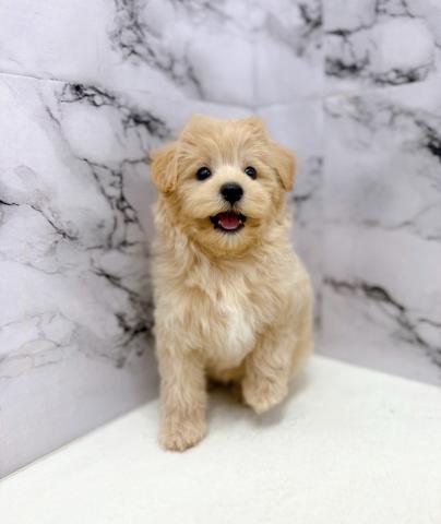 MIXマルチーズ×トイプードル【10/25お写真、動画更新♪】しっぽふりふり甘えん坊♡アプリコット王子