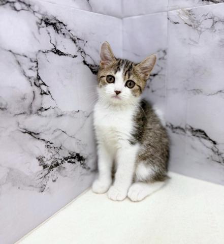 スコティッシュフォールド28-5【10/25お写真、動画更新♪】甘え上手なスリスリ天使♡