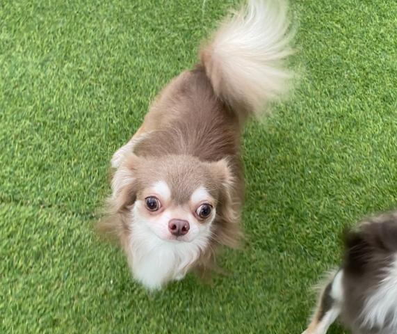 チワワ(ロングコート)