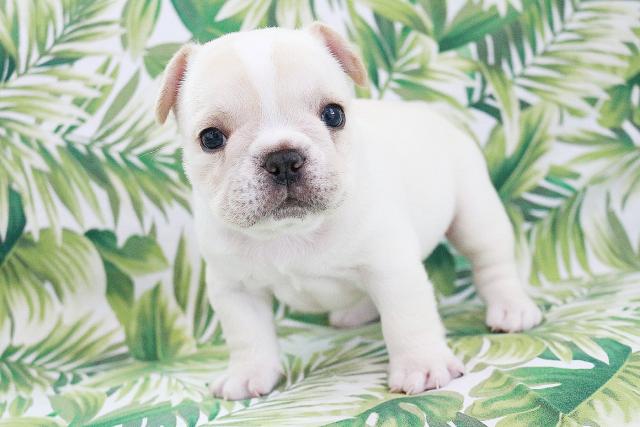 フレンチブルドッグ