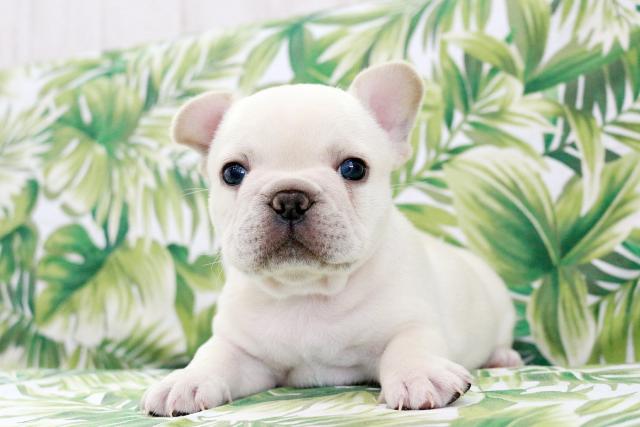 フレンチブルドッグ